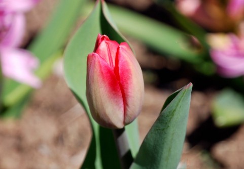 チューリップの球根の保存方法 花が咲いた後の管理の仕方 ガーデニング初心者でも簡単 オススメの始め方 花の育て方情報